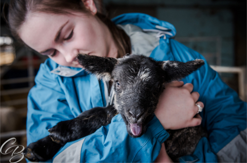 Girl holding black lamb