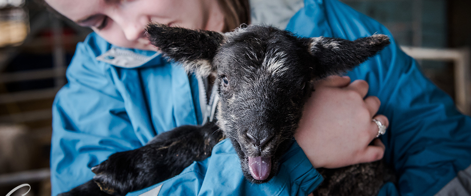 Girl holding black lamb