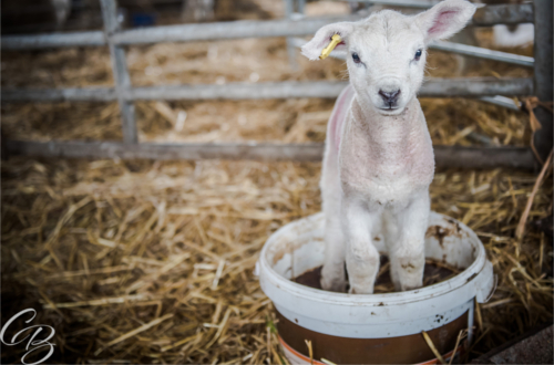 White lamb in bucket