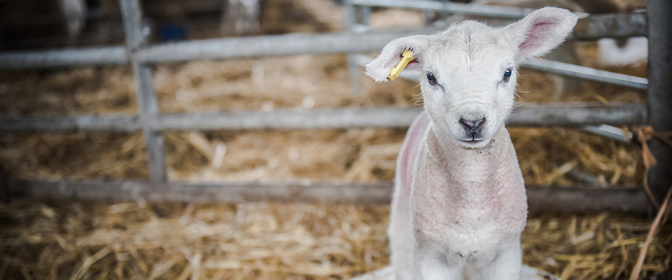 White lamb in bucket